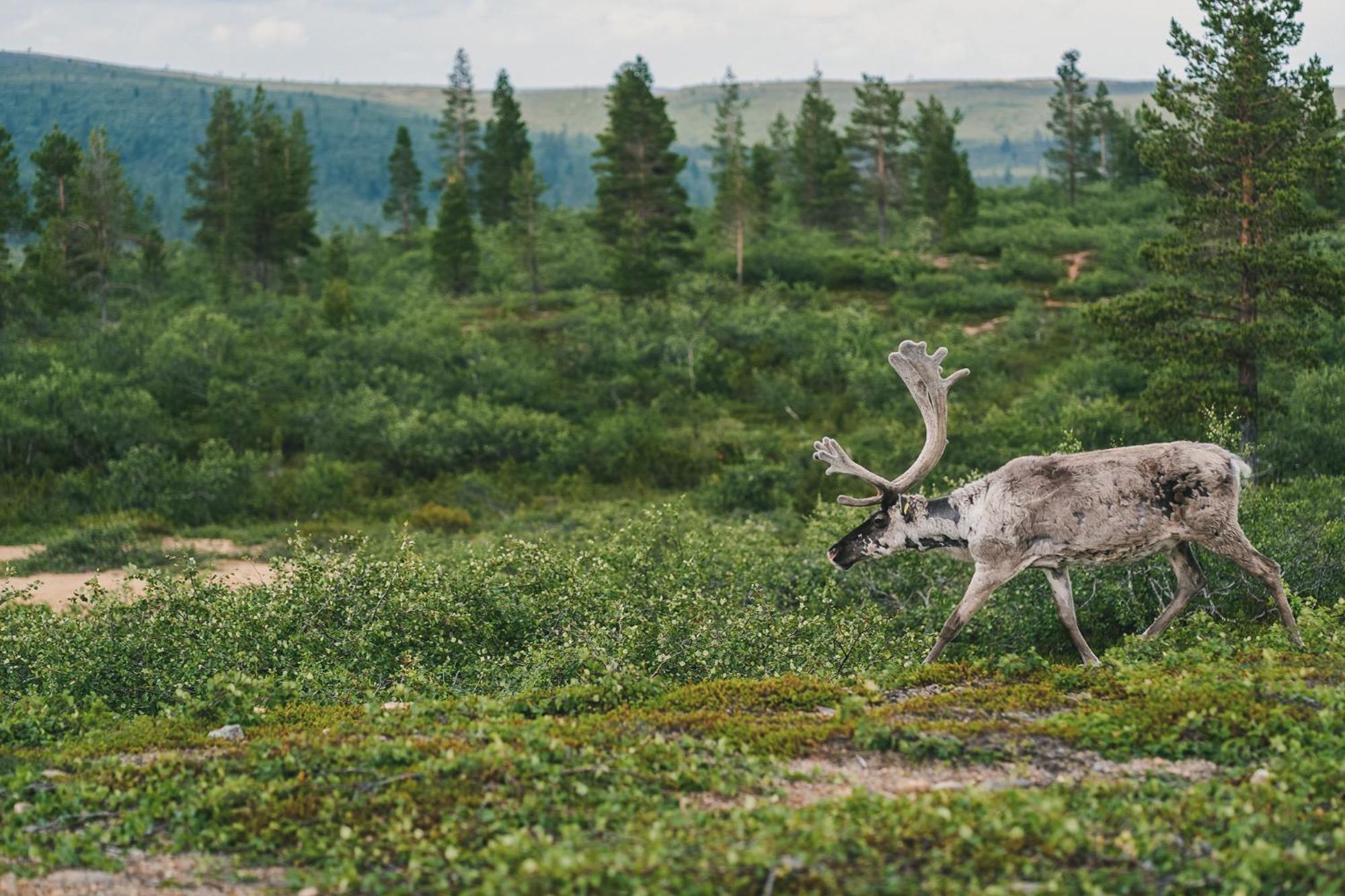 Fell Centre Kiilopaeae, Hotelli Niilanpaeae Saariselka Eksteriør bilde
